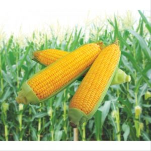 Proses Pembuatan Emping Jagung