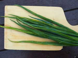 tips menanam daun bawang