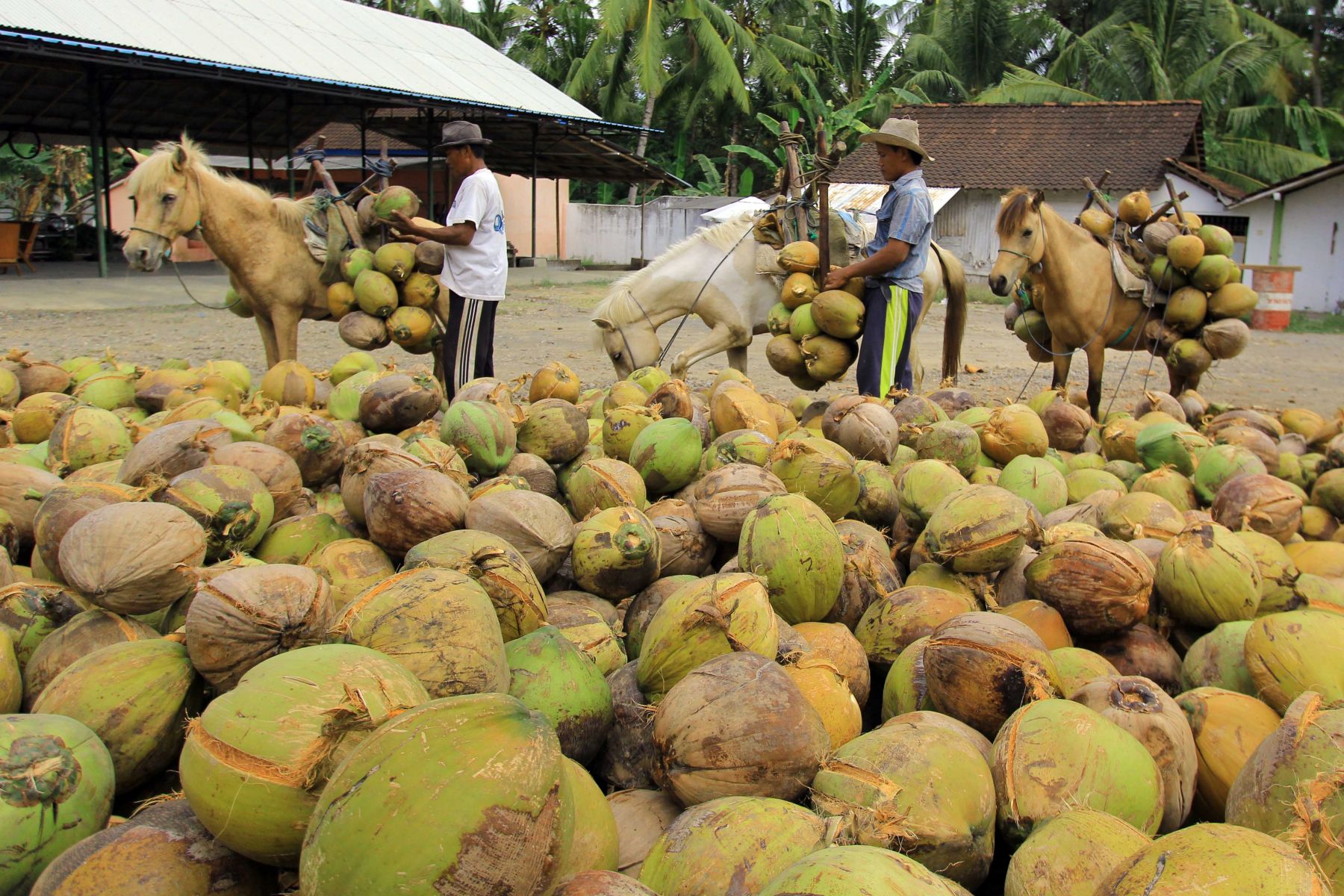Definisi Pohon Kelapa
