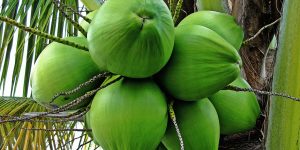 Cara Menanam Kelapa