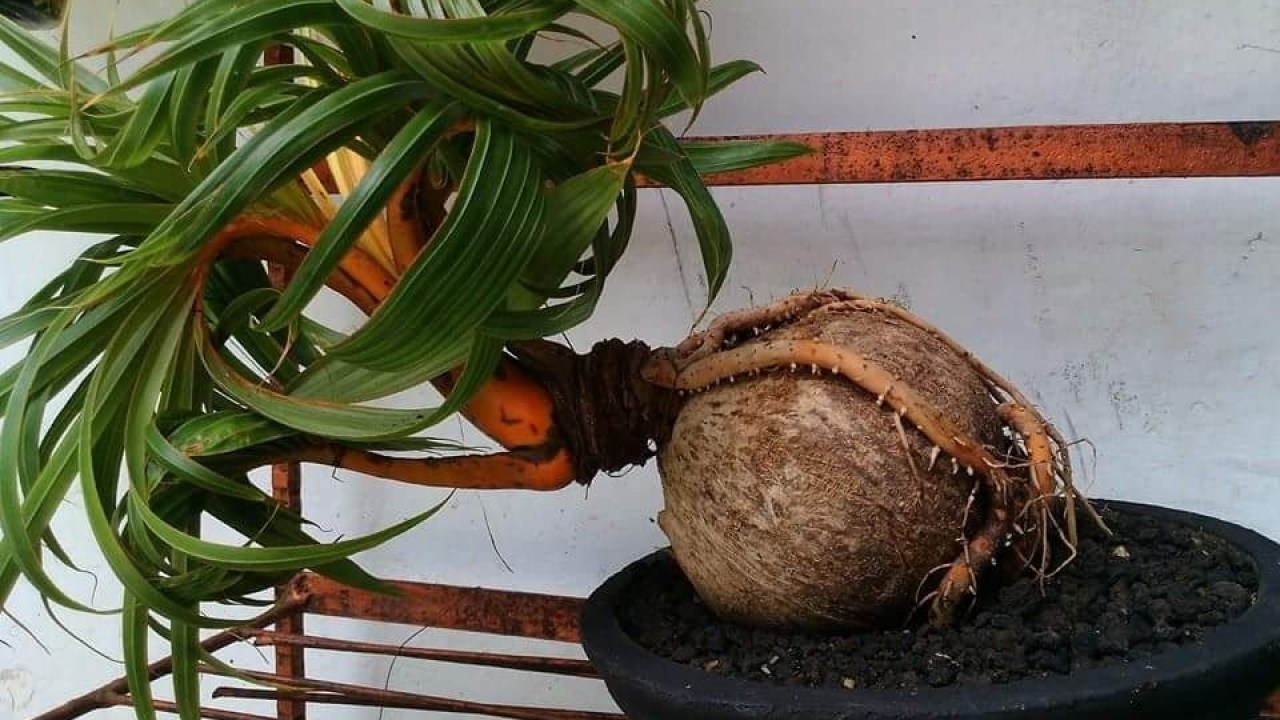 Cara Menanam Kelapa Yang Baik, Benar, Dan Tepat