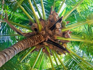 Cara Menanam Pohon Kelapa