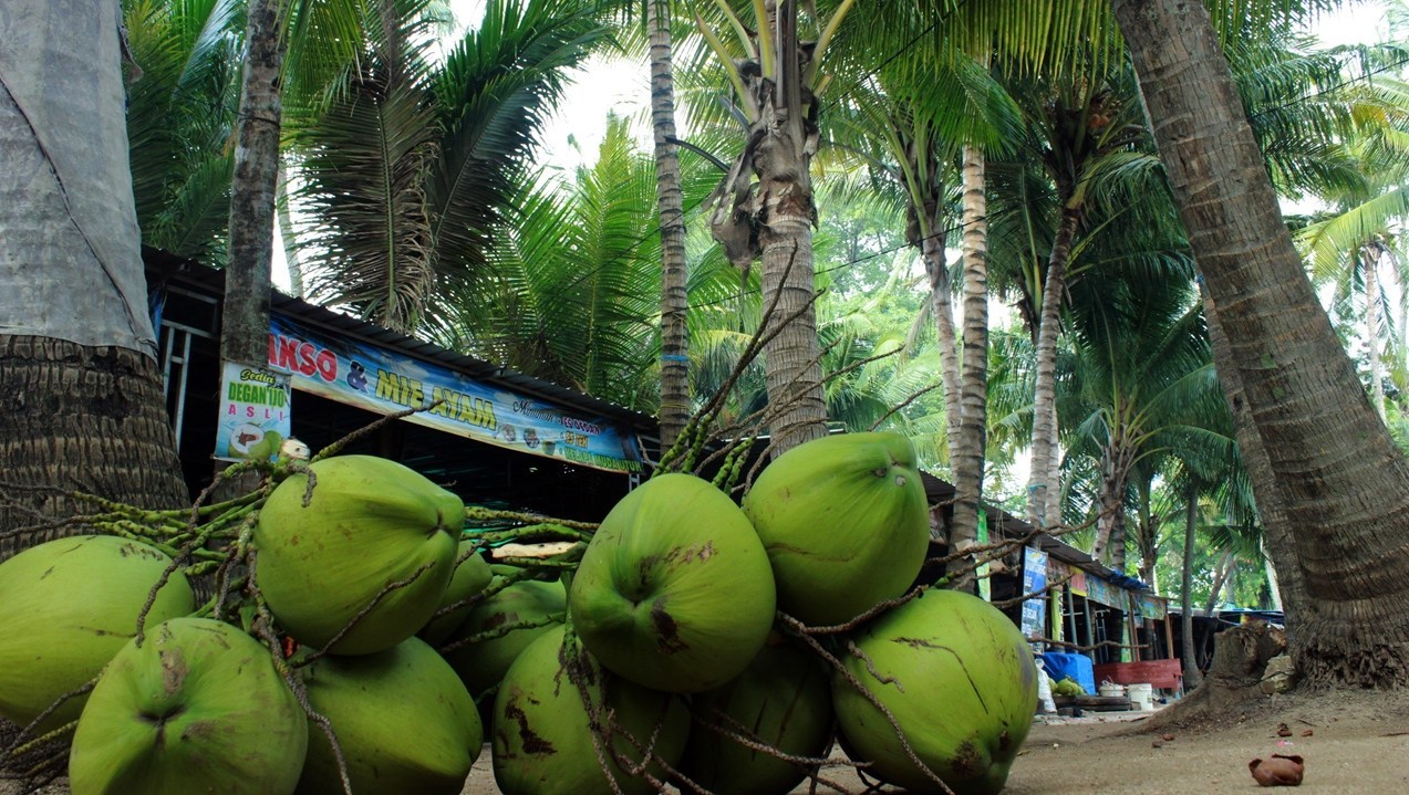 Cara Menanam Pohon Kelapa
