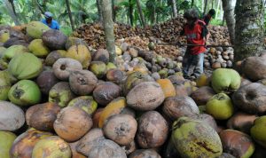 Definisi Kelapa