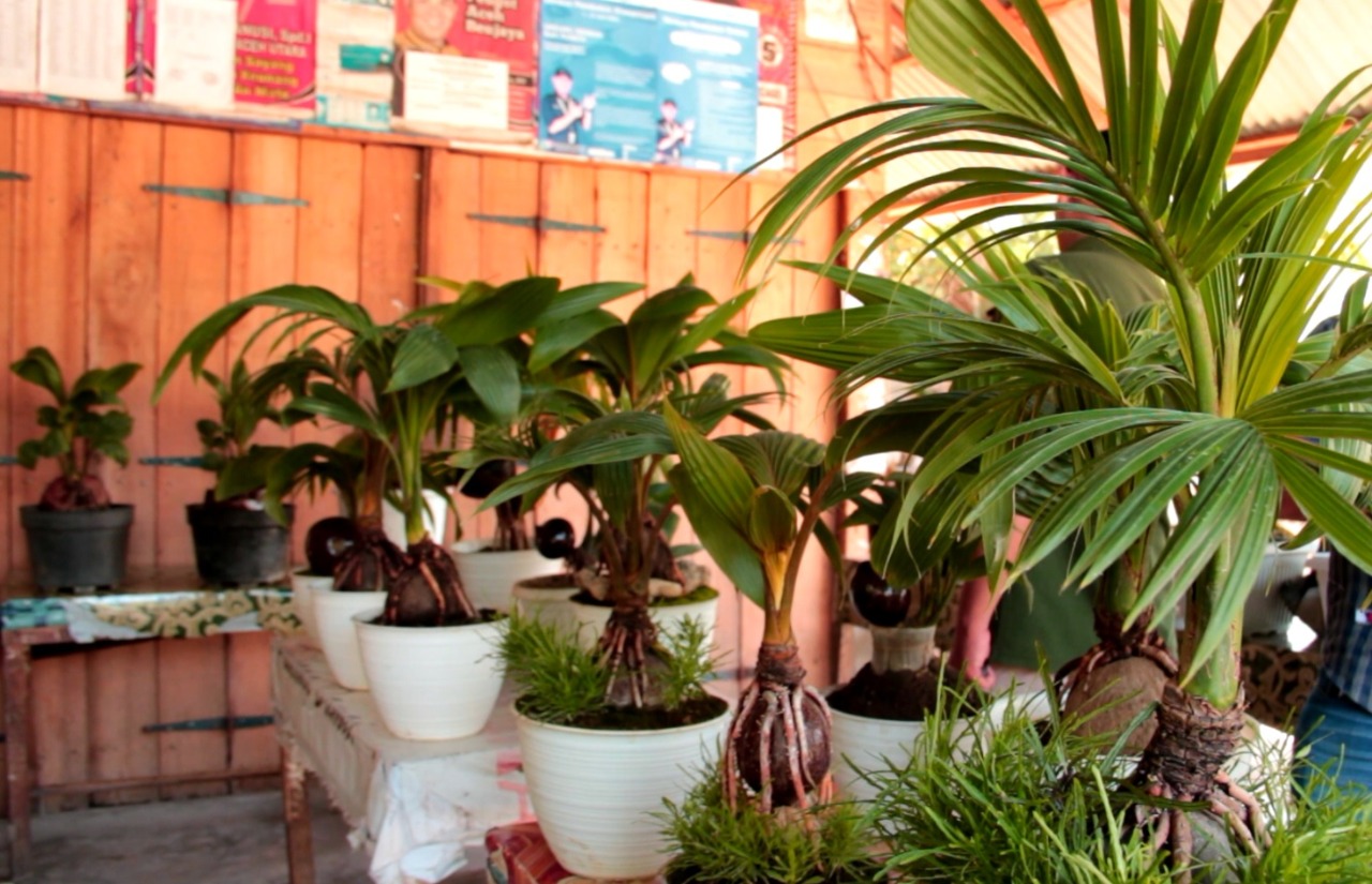 Tips Menanam Pohon Kelapa