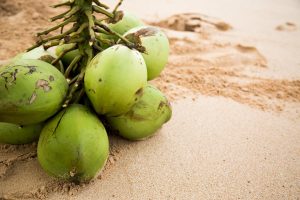 Cara Merawat Pohon Kelapa Agar Tumbuh Dengan Sehat