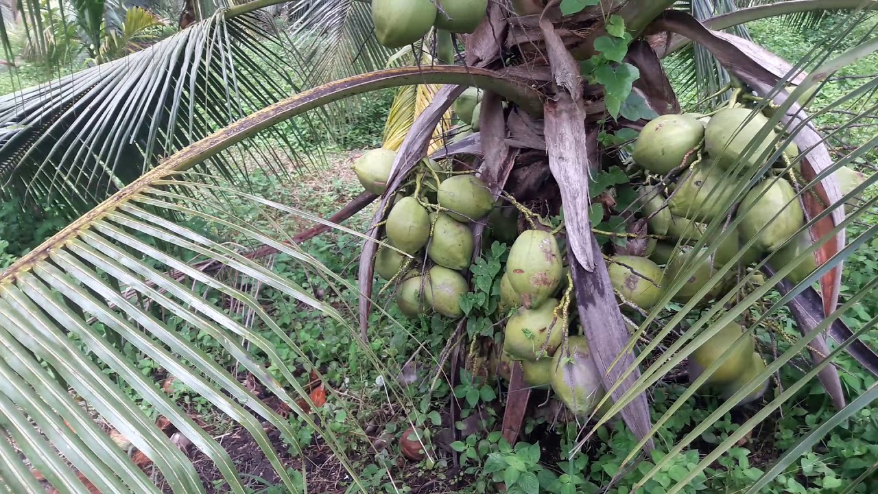 Cara Menanam Kelapa Hibrida