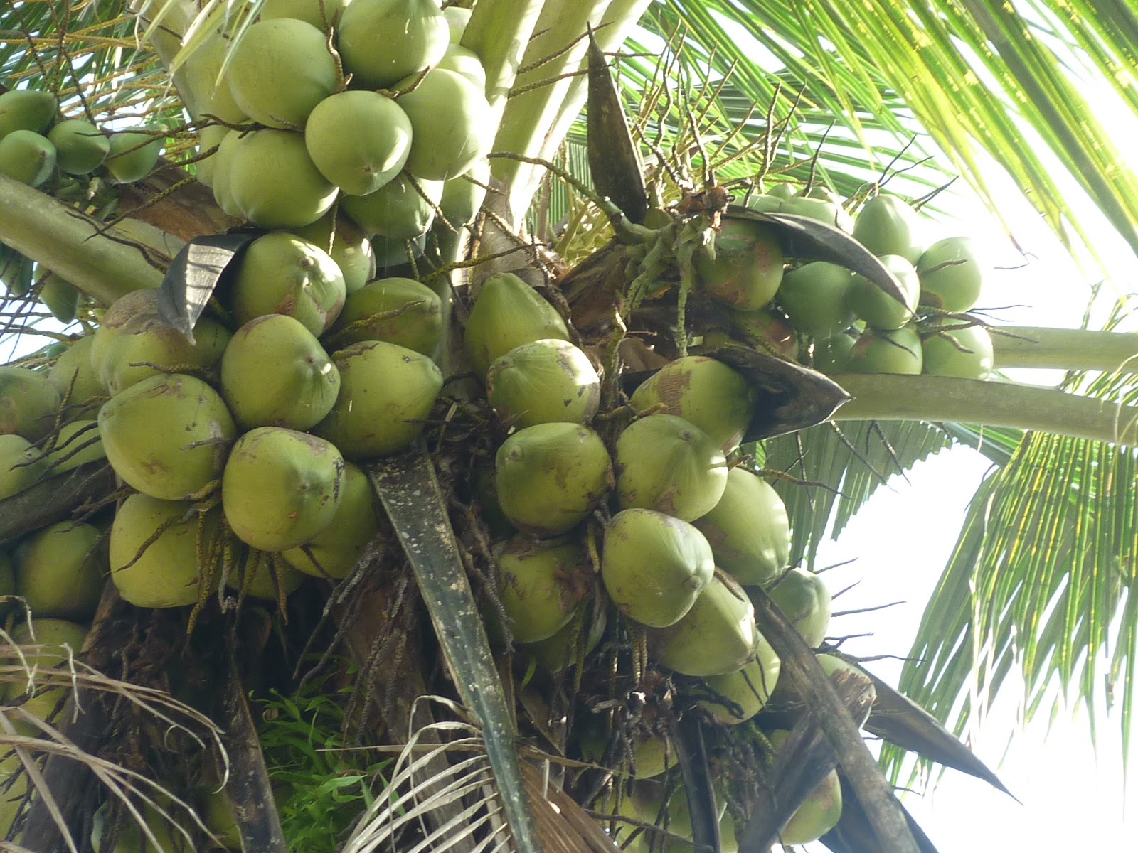 Cara Tanam Kelapa Aga Cepat Berbuah