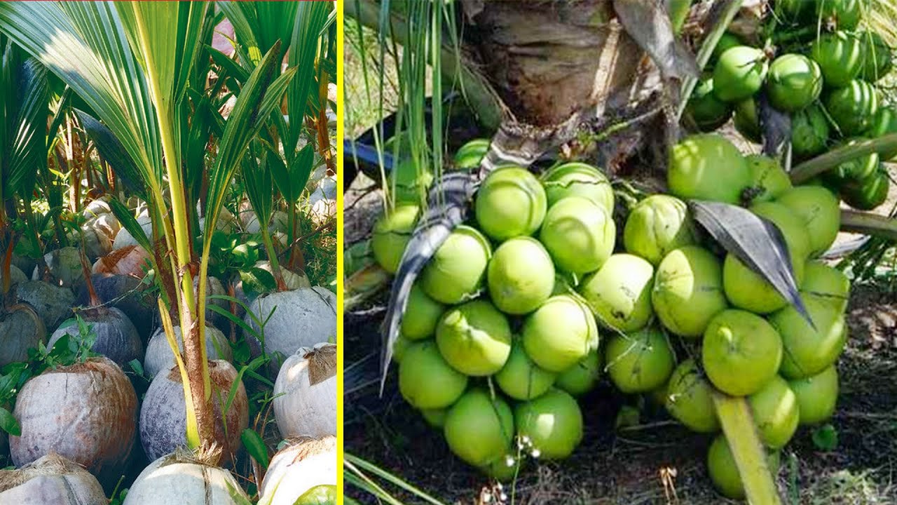 Definisi Kelapa Hibrida