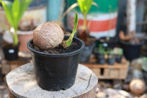 Definisi Kelapa