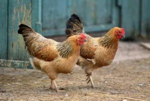 ayam kampung dan ayam negeri