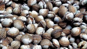 kerang