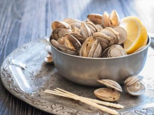bisnis kerang dara