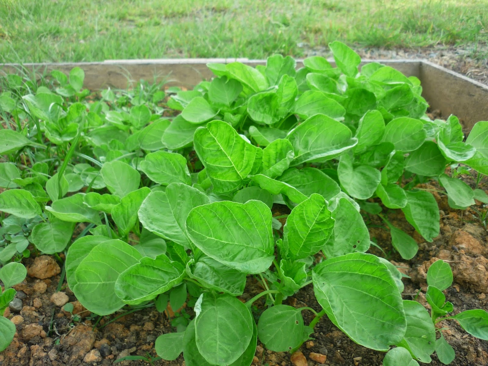 Bayam