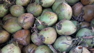 Manfaat Pohon Kelapa Dari Buah