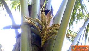 Manfaat Pohon Kelapa Dari Bunga