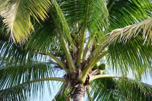 Manfaat Pohon Kelapa Dari Daun