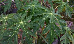 Menggunakan Daun Pepaya