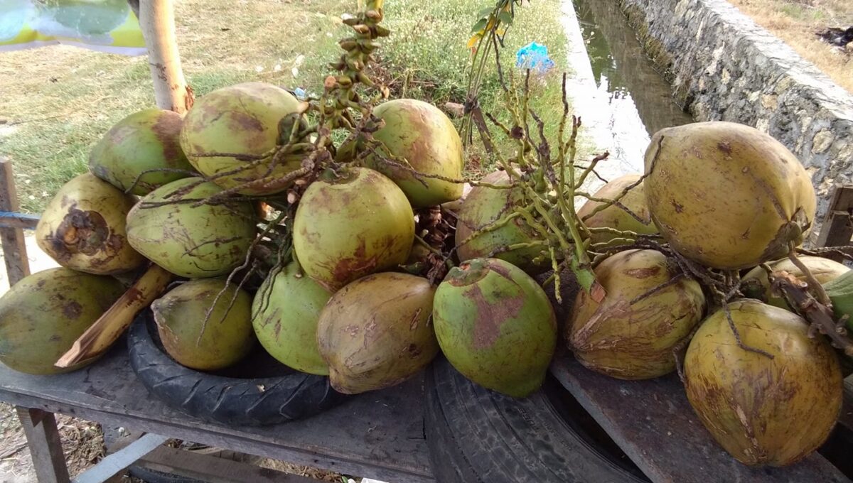 kelapa muda bakar