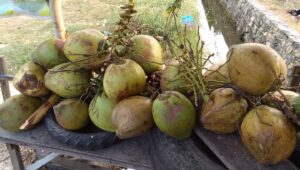 kelapa muda bakar