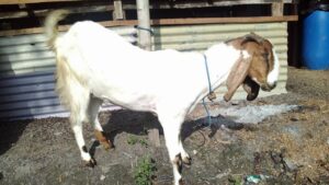 cara ternak kambing jawa jantan