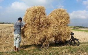 cara membuat pakan sapi dari jerami