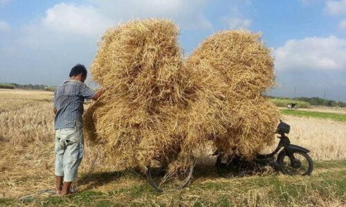 Cara Membuat Pakan Sapi Dari Jerami yang Mudah