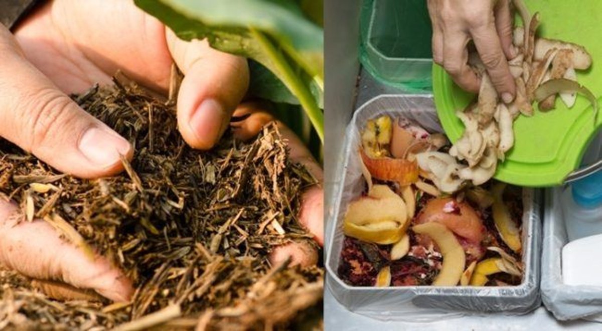 cara membuat pupuk dari daun bambu