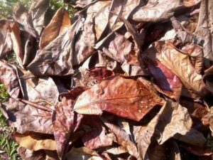 cara bikin pupuk dari daun kering