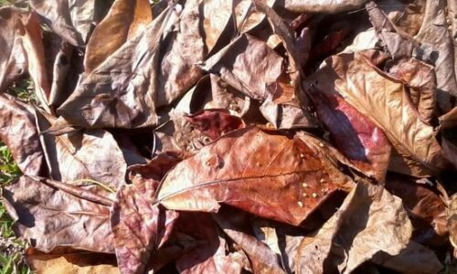 Cara Bikin Pupuk Dari Daun Kering yang Hemat Biaya