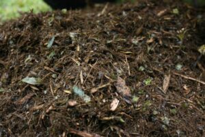 cara bikin pupuk dari daun kering