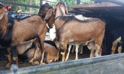 Cara Ternak Kambing Jawa Jantan yang Menguntungkan dan Mudah
