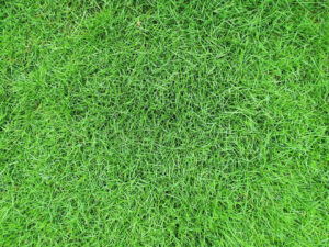 cara membersihkan karpet rumput sintesis