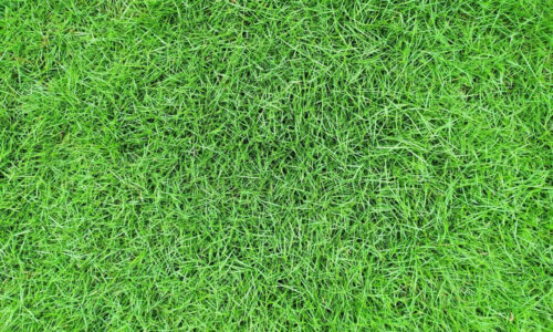 Membersihkan Karpet Rumput Sintesis