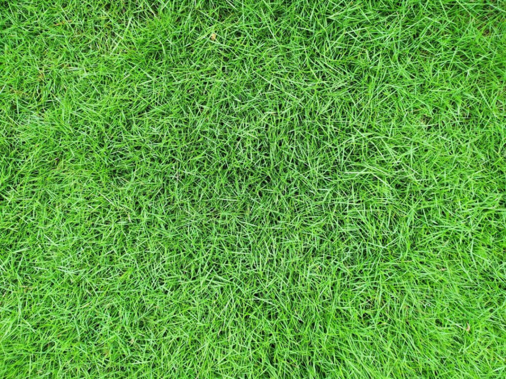 macam macam rumput tanam