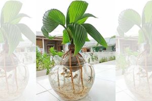 bonsai kelapa media air