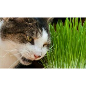 cara menanam rumput kucing