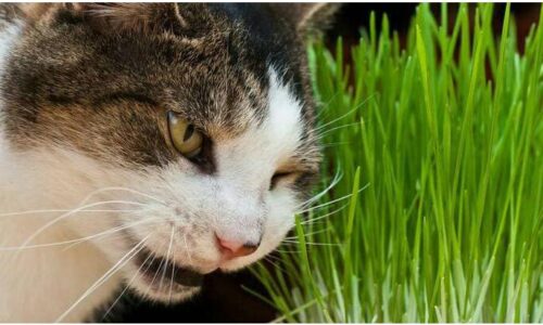 Cara Menanam Rumput Kucing
