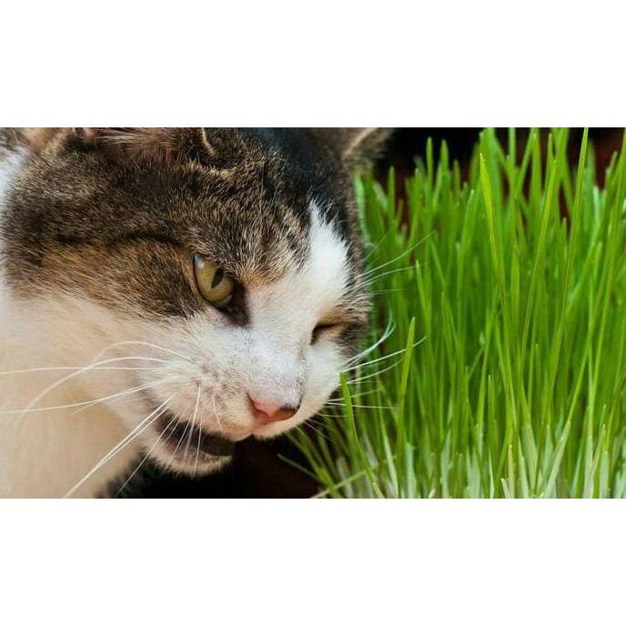 cara menanam rumput kucing