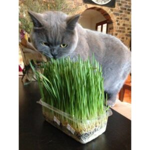 cara menanam rumput kucing