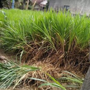jenis rumput makanan kambing