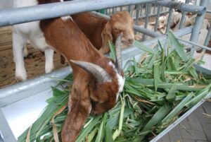 Jenis rumput makanan kambing