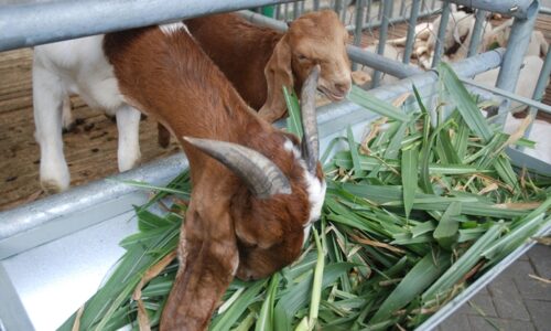 Jenis Rumput Makanan Kambing