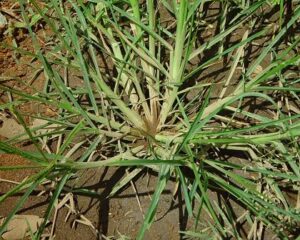 cara mengolah rumput paragis untuk benjolan