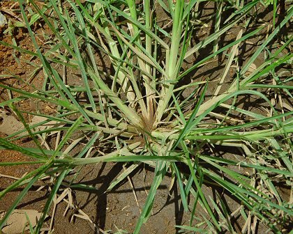 cara mengolah rumput paragis untuk benjolan