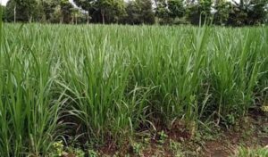 Cara mengolah rumput paragis untuk benjolan