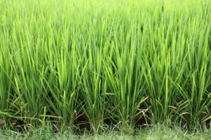 cara mengolah rumput paragis untuk benjolan