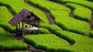 Usaha Pemerintah Untuk Meningkatkan Hasil Pertanian