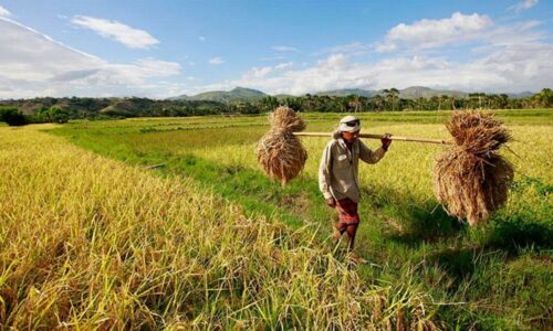 Berikut Adalah Contoh Usaha Pertanian yang Modal Kecil