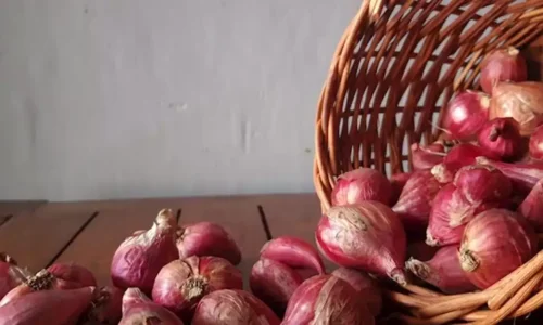 Inilah Cara Menanam Bawang Merah yang Baik dan Benar